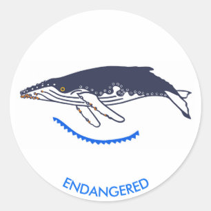 Sticker Rond Animal en voie de disparition - BALEINE À BALEINE 
