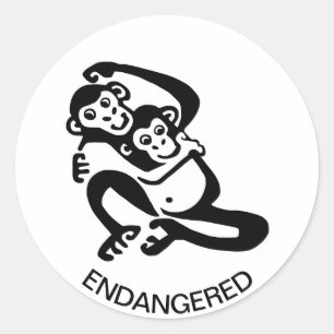 Sticker Rond Animaux sauvages - BONOBO Cool - Chimpanzé - Afriq