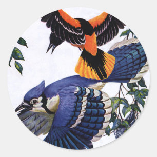 Sticker Rond Animaux Sauvages Vintage Oiseaux, Geais Bleus en V