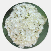 Sticker Rond Annabelle hydrangea (Hydrangea arborescens) (Devant)