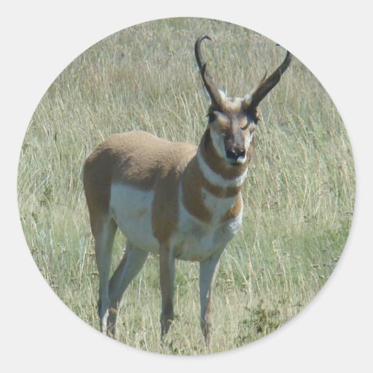 Sticker Rond Antilope d'Amérique A13 (Devant)