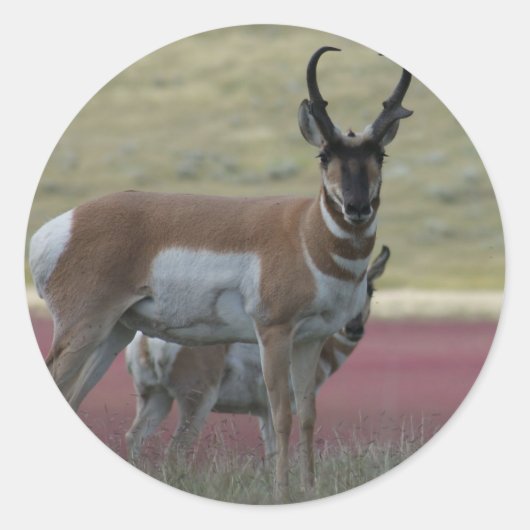 Sticker Rond Antilope d'Amérique A24 (Devant)