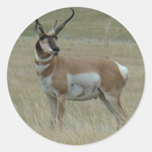 Sticker Rond Antilope d'Amérique A37 Corne tordue