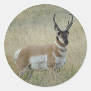 Sticker Rond Antilope d'Amérique A8 Grand Buck