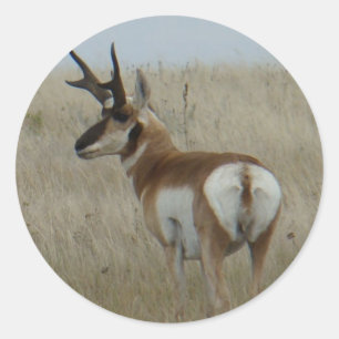 Sticker Rond Antilope d'Amérique mâle A22
