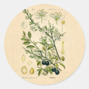 Sticker Rond Antique Blackthorn Botanique Imprimé Fleur Berry