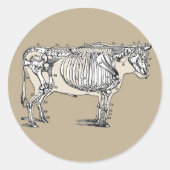 Sticker Rond Antique Cow Skeleton Bones (Devant)