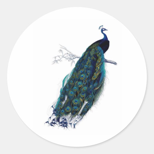 Sticker Rond Antique Histoire naturelle Imprimer Peacock (Devant)