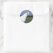 Sticker Rond Appaloosa Horse (Sac)