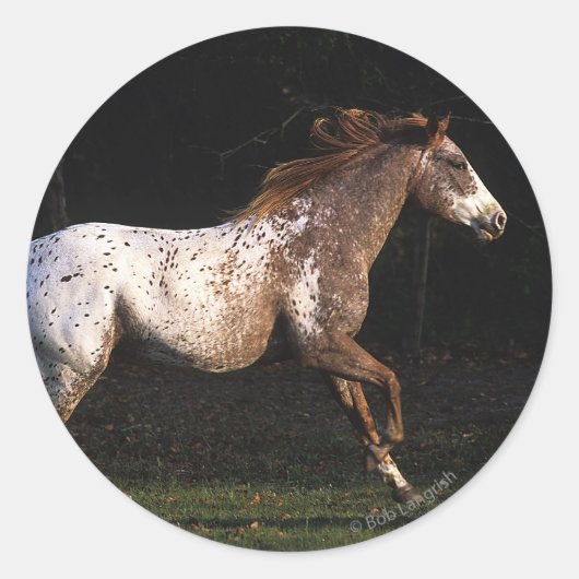 Sticker Rond Appaloosa Horse Running 4 (Devant)