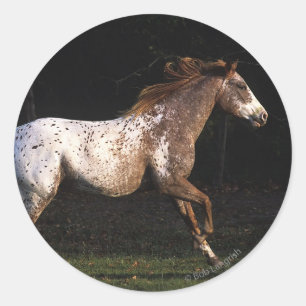 Sticker Rond Appaloosa Horse Running 4