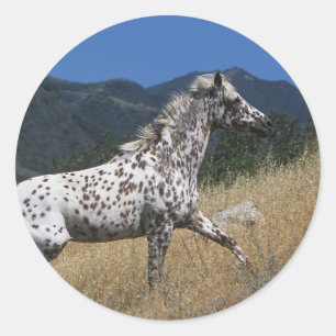 Sticker Rond Appaloosa Horse Running up Mountain