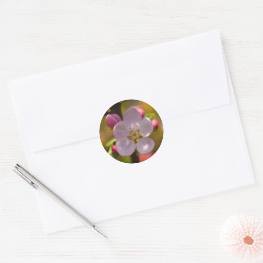 Sticker Rond Apple Blossom in Spring (Enveloppe)