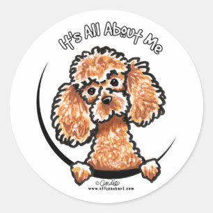 Sticker Rond Apricot Jouet Miniature Poodle IAAM