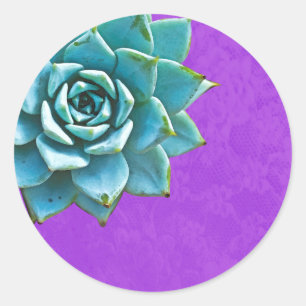 Sticker Rond Aquarelle Succulente dentelle pourpre