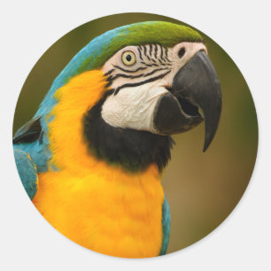 Sticker Rond ara