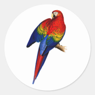 Sticker Rond Ara Macao Tropical Coloré Oiseau de la Forêt Tropi