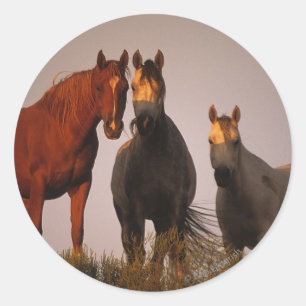 Sticker Rond Arabes au coucher du soleil