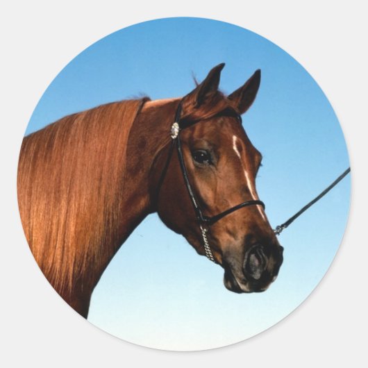 Sticker Rond Arabian Show Horse (Devant)
