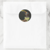 Sticker Rond Aracari à col noir Toucan (Sac)
