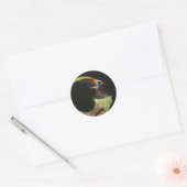 Sticker Rond Aracari à col noir Toucan (Enveloppe)