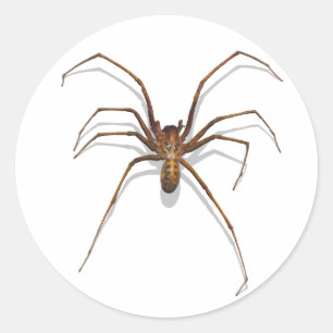 Sticker Rond Araignée