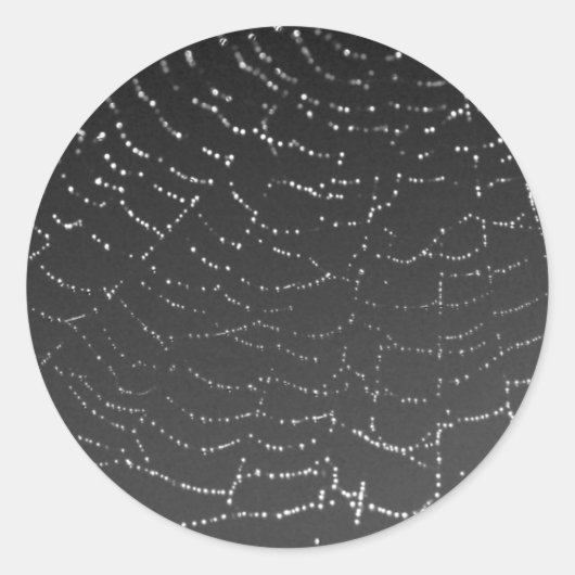 Sticker Rond Araignée mousseuse (Devant)