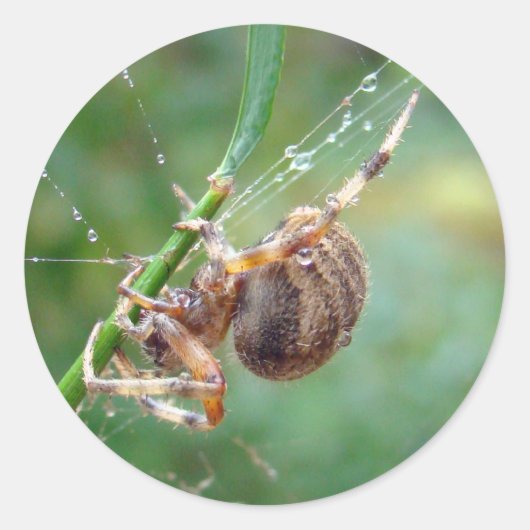 Sticker Rond Araneus - Orb Weaver Spider (Devant)