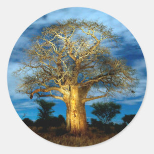 Sticker Rond Arbre Baobab (Adansonia) éclairé par la lune