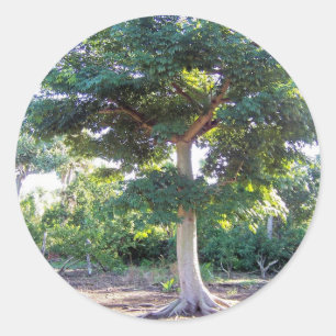 Sticker Rond Arbre d'autocollant de sagesse