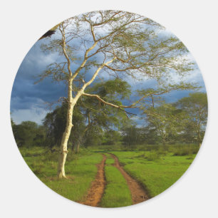 Sticker Rond Arbre De Fièvre (Acacia Xanthophloea) Par Piste D