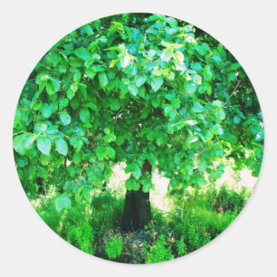 STICKER ROND ARBRE DE LA VIE