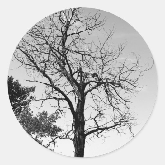 Sticker Rond Arbre mort (Devant)