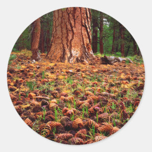 Sticker Rond Arbre Ponderosa ancien avec des cônes de pin