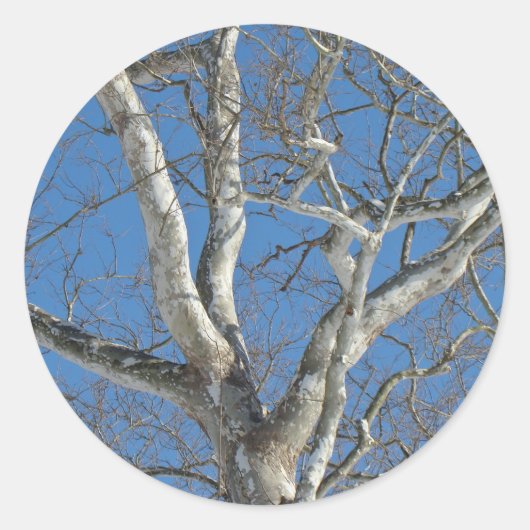 Sticker Rond Arbre Sycamore contre les objets Sky hivernaux (Devant)