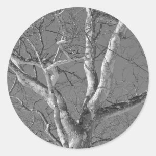 Sticker Rond Arbre Sycamore contre les objets Sky hivernaux