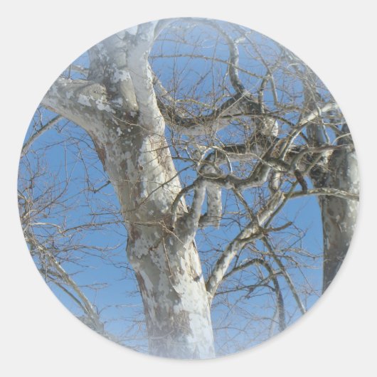 Sticker Rond Arbre Sycamore contre les objets Sky hivernaux (Devant)