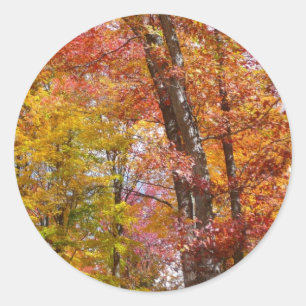 Sticker Rond Arbres d'automne orange et jaune Photographie d'au