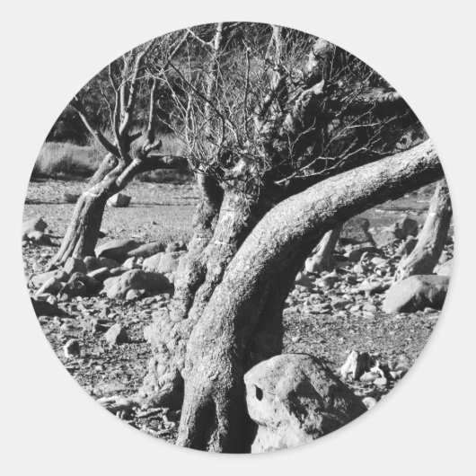 STICKER ROND ARBRES NOIRS ET BLANCS (Devant)