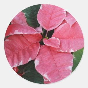 Sticker Rond Argent Star Marbre Poinsettias Pink Holiday Floral