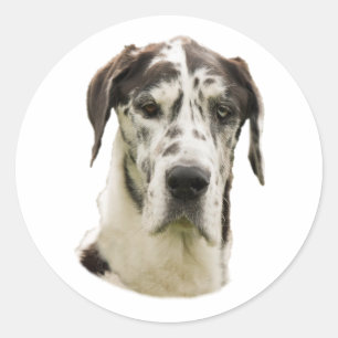 Sticker Rond Arlequin Great Dane photo de chien