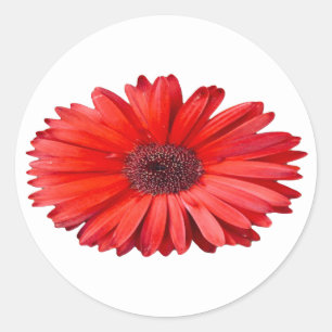 Sticker Rond Art floral à la marguerite orange