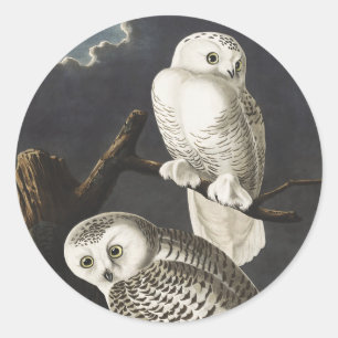 Sticker Rond Art vintage de l'oiseau de nuit Hibou blanc d'Audu