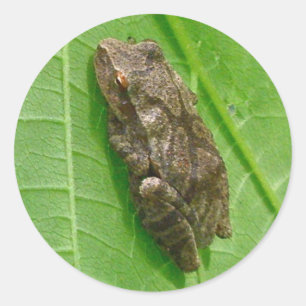 Sticker Rond Articles de Treefrog de Peeper de ressort