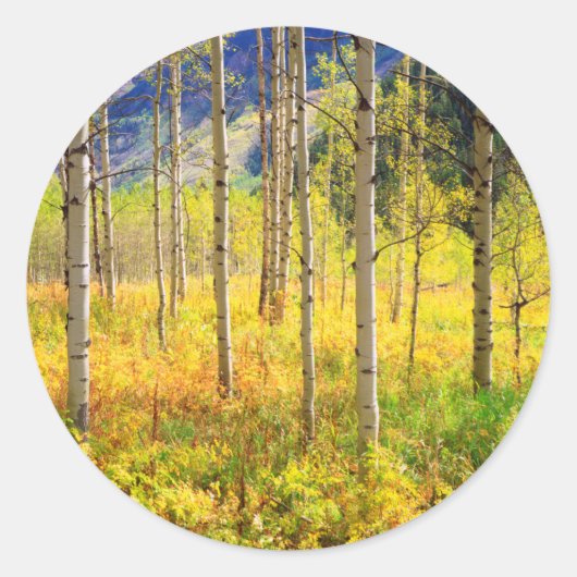 Sticker Rond Aspen Trees (Devant)