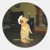 Sticker Rond Assis jolie ou regarder la TV Dachshund (Devant)