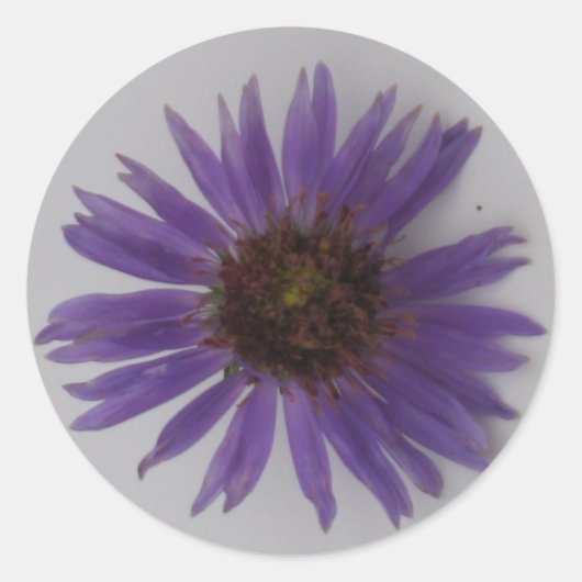 Sticker Rond Aster (Devant)