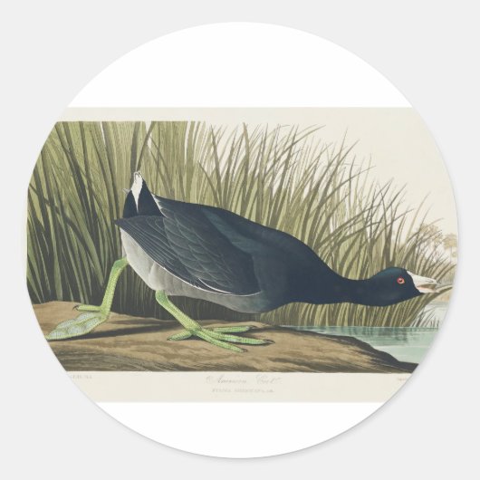 Sticker Rond Audubon American Coot from Birds of America (Devant)