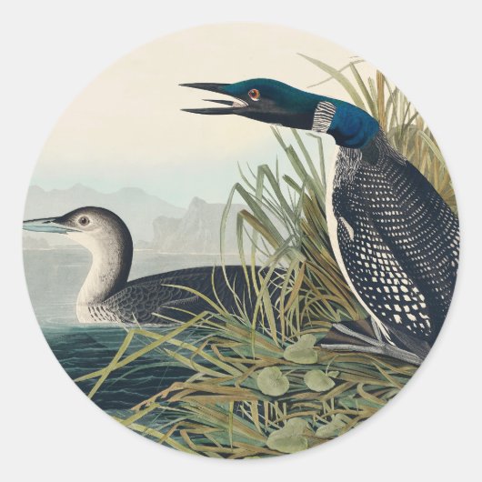 Sticker Rond Audubon Bird Loon Diver Classic (Devant)