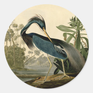 Sticker Rond Audubon Héron de Louisiane Oiseaux Amérique Art